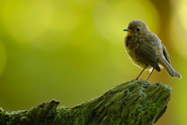 Hệ thống lấy nét tự động sử dụng động cơ tuyến tính